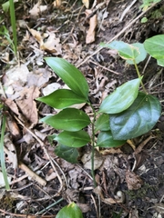 Ruscus colchicus