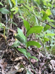 Ruscus colchicus