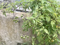 Solanum dulcamara