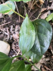 Ruscus colchicus