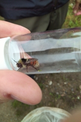 Bombus lapponicus