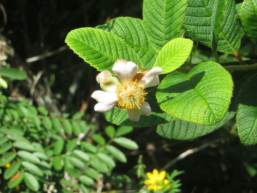 Tetracera boiviniana