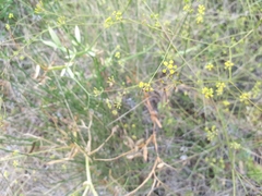 Bupleurum rigidum