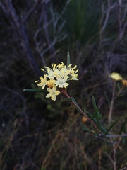Phebalium squamulosum
