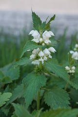 Lamium album