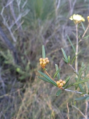 Phebalium squamulosum