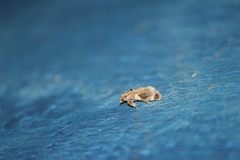 Cromarcha stroudagnesia