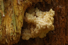 Hericium alpestre