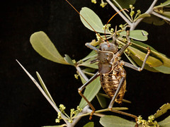 Acanthoplus