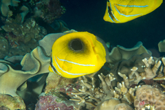 Bluelashed Butterflyfish photo 4