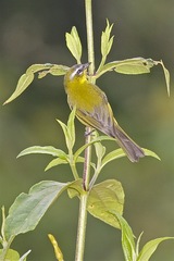 Thlypopsis superciliaris