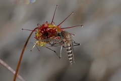 Aedes camptorhynchus