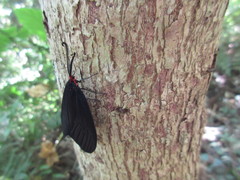 Histia flabellicornis