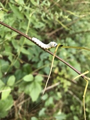 Macremphytus tarsatus