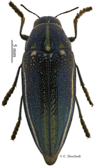 Amblysterna natalensis