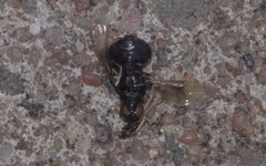 Pachygaster atra