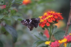Codatractus bryaxis