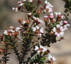 Ericomyrtus serpyllifolia