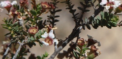 Ericomyrtus serpyllifolia