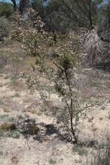 Ericomyrtus serpyllifolia