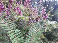 Indigofera dosua