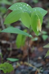 Uvularia perfoliata