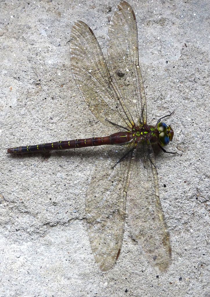 Cephalaeschna
