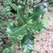 Quercus semecarpifolia - Photo (c) Phuentsho, μερικά δικαιώματα διατηρούνται (CC BY-NC-SA), uploaded by Phuentsho