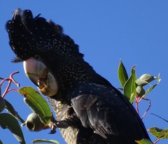 Red-Tailed Black Cockatoo photo 3