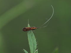 Nemophora pfeifferella