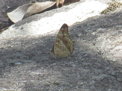 Junonia lemonias aenaria