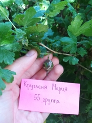 Podosphaera mors-uvae