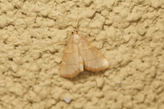 Hypsopygia binodulalis