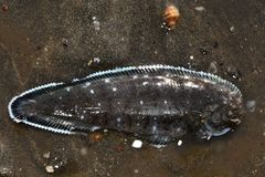 Dagetichthys commersonnii