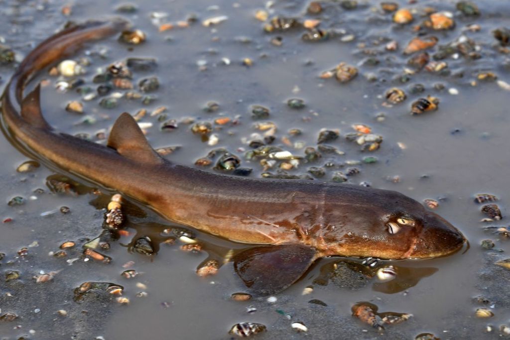 Arabian Carpet Shark