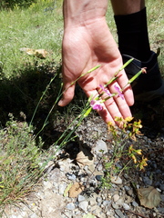 Dianthus saxicola