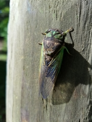 Neotibicen tibicen tibicen