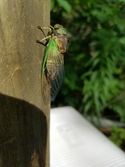 Neotibicen tibicen tibicen