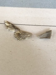 Cynaeda dentalis