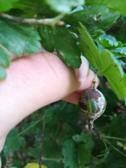 Podosphaera mors-uvae