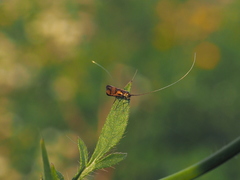 Nemophora pfeifferella