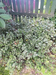 Podosphaera mors-uvae