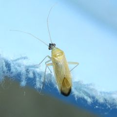 Phylus melanocephalus