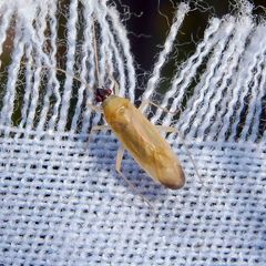 Phylus melanocephalus