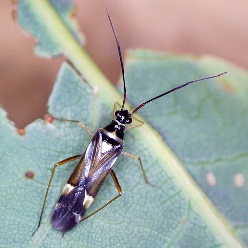 Cyllecoris histrionius (Linnaeus, 1767)
