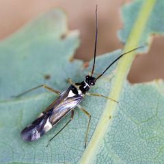 Cyllecoris histrionius