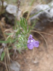 Salvia texana