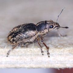 Andrion regensteinense