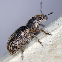 Andrion regensteinense