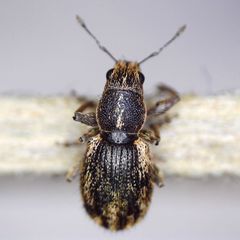 Andrion regensteinense